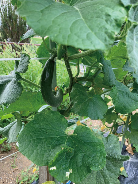 ナチュラルなお家の家庭菜園