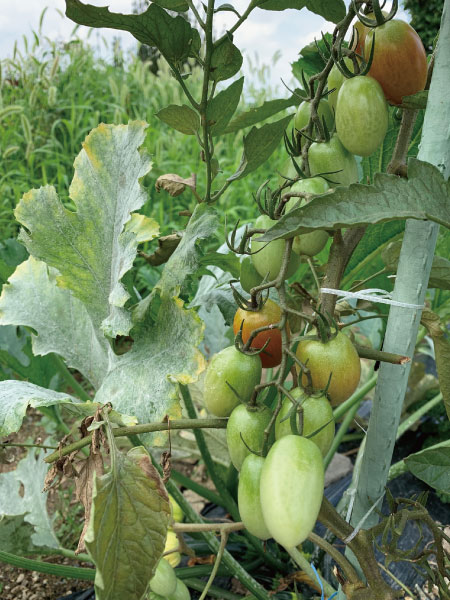 ナチュラルなお家の家庭菜園