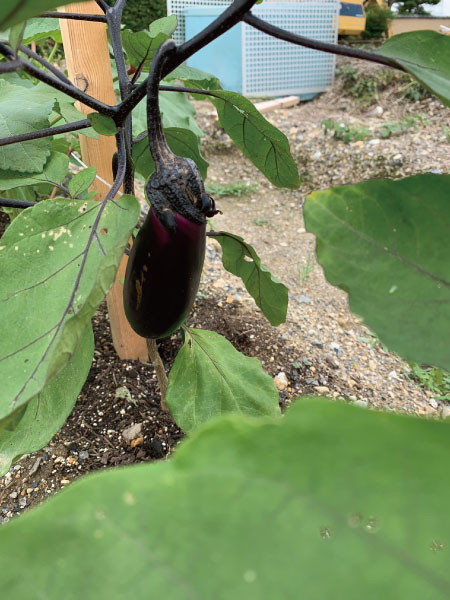 ナチュラルなお家の家庭菜園