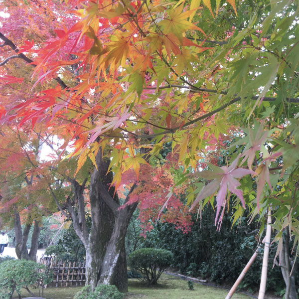 ナチュラルな家　紅葉